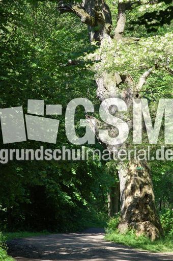 Waldweg 2.jpg